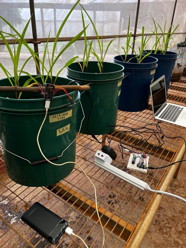 Four planters of maize inside a greenhouse. One plant has a sensor inserted in the soil and is attached to a laptop.