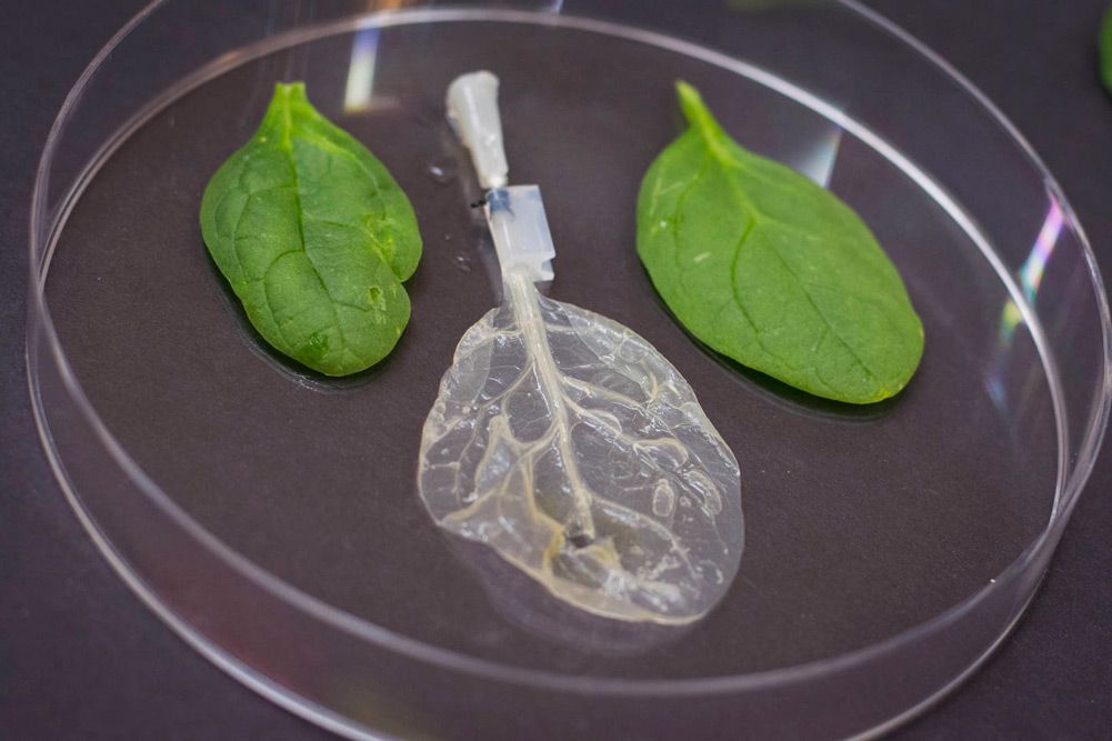 Three spinach leaves in a petri dish. The decellurized leaf in the center is transparent with the vascular structure still intact. 