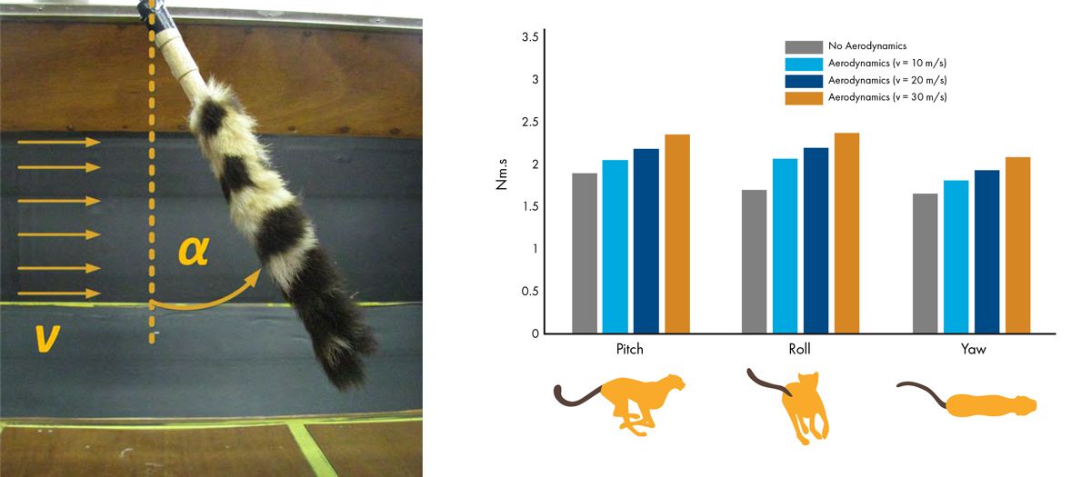 Cheetah tail photo and a chart showing the effects of aerodynamics on the pitch, roll, and yaw of the cheetah tail.