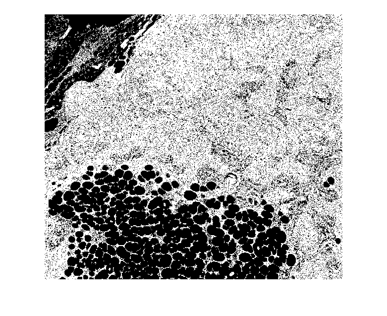 Figure contains an axes object. The axes object contains an object of type image.