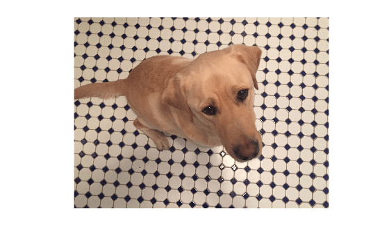 Figure contains an axes object. The hidden axes object contains an object of type image.