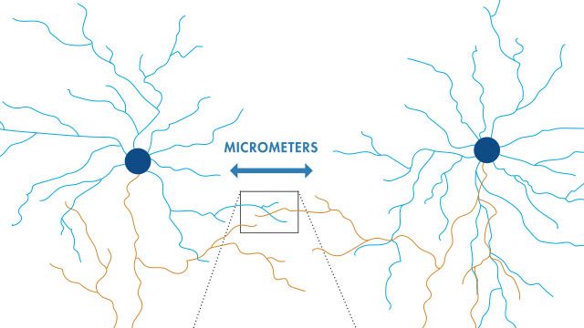 Reconstrucción de mapas neuronales a partir de datos de microscopía electrónica con Deep Learning